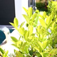 Güzelbahçe Yalı Prjoesi